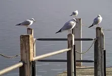 seagulls di lago 1280x960 wallpaper Art HD Wallpaper